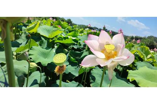 图为湘莲