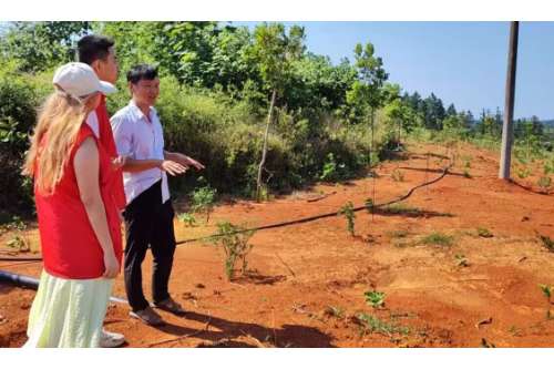 图为团结村碧根果-中草药基地